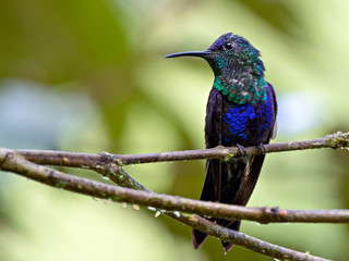 Closeup of a Blue-crowned woodnymph (Thalurania colombica) with shimmering plumage perched on a branch, Costa Rica