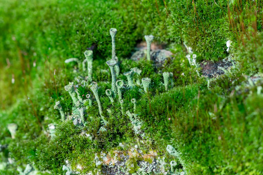 Cladonia asahinae commonly known as the pixie cup lichen