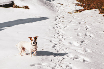 jack russel in the snow