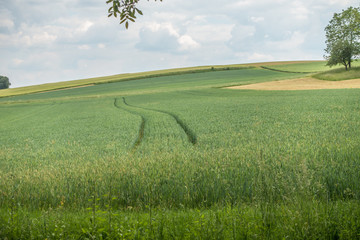 Fahrspuren im Getreidefeld 