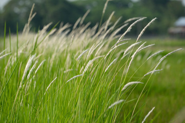 Green summer nature background with green grass. Spring floral landscape with green grass.