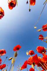 Obraz premium poppy frame on the blue sky