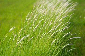 Green summer nature background with green grass. Spring floral landscape with green grass.