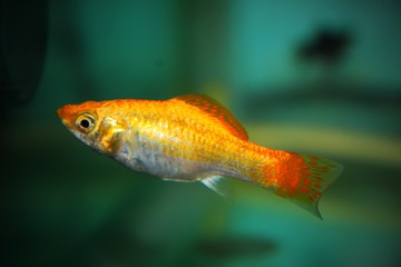 yellow molly fish, fish in the aquarium, fish tank, fish wallpaper