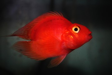 red parrot fish, fish in the aquarium, fish tank, fish wallpaper