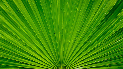 Obraz premium Tropical palm leaf texture, close up of large foliage, nature green background.