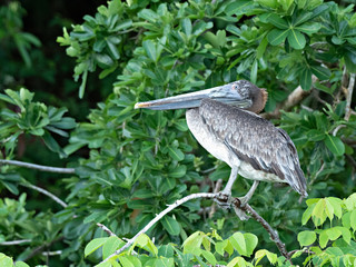 Juvenile Brown Pelican (Pelecanus occidentalis) perched on a branch of a tree, Costa Rica