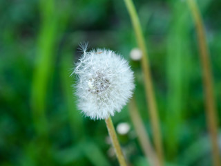 dandelion on green background