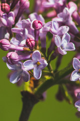 purple lilac flowers close up