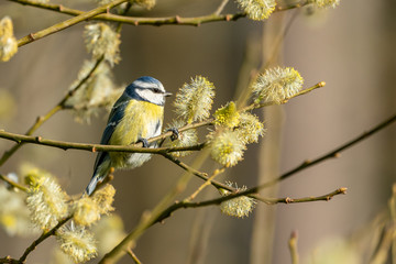 Blue tit (Cyanistes caeruleus) in a willow tree in early spring