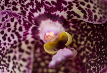 exotic purple spotted orchid © Renee Woodward
