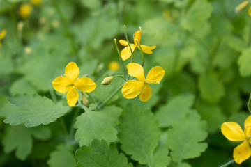 Close-up. Several yellow flowers of celandine used in medicine.