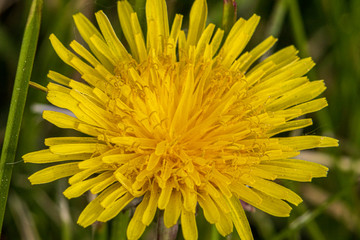 yellow dandelion flower close up