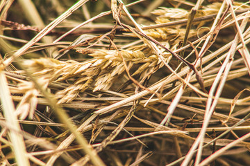 close up of hay