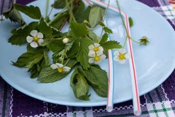 On a blue plate are two tubules for drinks and mint leaves, lemon balm and wild strawberry flowers.