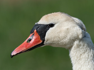 Portrait of a Mute Swan (Cygnus olor) on green background