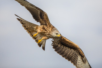 Flying red kite against blue sky