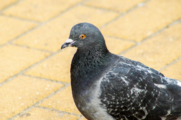 pigeon in the park