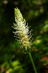 Ährige Teufelskralle im Naturpark Obere Donau bei Beuron