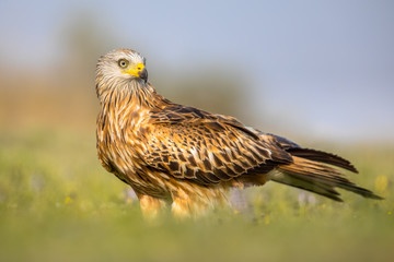 Red kite perched in green grass with flowers