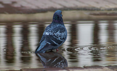 pigeon on the water