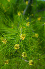 Macro photo of spruce and cones
