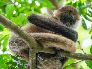 Geoffroy's Spider Monkey (Ateles geoffroyi) sitting on a branch looking downwards into the...
