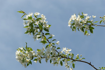 A branch of a blossoming apple tree on a background of blue sky. White flowers of apple tree.