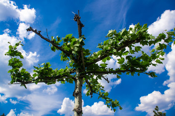 Bizarre Trees and Foliage