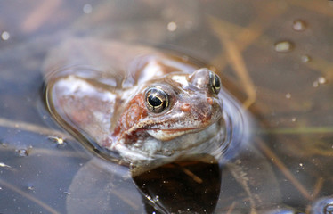 A brown toad with large eyes sits in the water