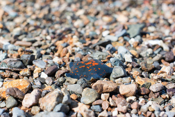 Pebble and dead black starfish at Vladivostok beach
