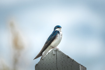 Tree swallow bird on a fence