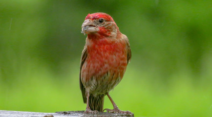 rose finch in the rain