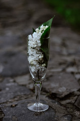 lilac syringa in wineglass trend