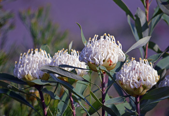 Four hardy, drought tolerant water-wise Australian white Shady Lady waratahs, Telopea speciosissima, family Proteaceae