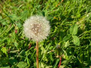 Fluffy Dandelion