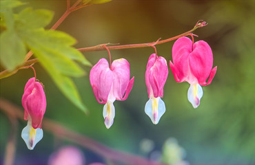 Pink spring flower of a bleeding heart among a sunny garden