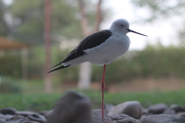 Beauty of Seagull and different standing style . Nature attraction .