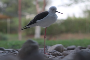 Beauty of Seagull and different standing style . Nature attraction .