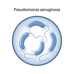 Pseudomonas aeruginosa in magnifying glass. The causative agent of intestinal infection. Microbiology. Medical vector illustration in flat style isolated over white background