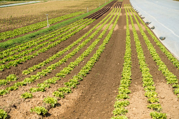 Fototapeta na wymiar Salat anbauen im Feld