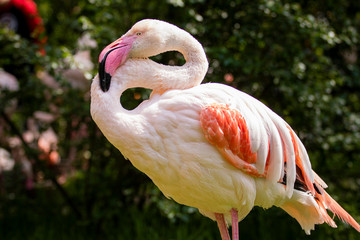 Flaming w Krakowskim Zoo