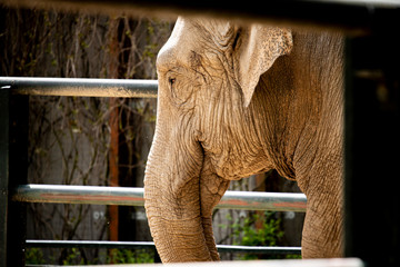 Słoń w Krakowskim Zoo - obrazy, fototapety, plakaty