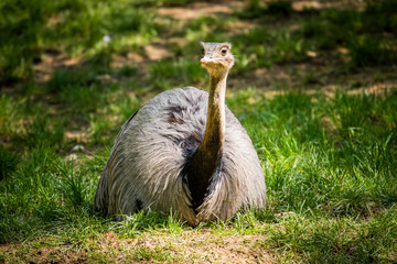 Nandu szare w Krakowskim Zoo