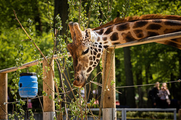 Żyrafa w Krakowskim Zoo