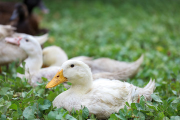 The Baby white goose is sit down and rest in summer at garden,thailand