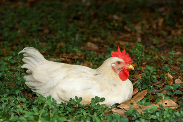 The Baby Rhode Island cock is rest in garden at thailand