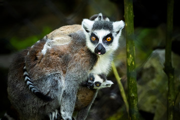 Lemur w Krakowskim Zoo