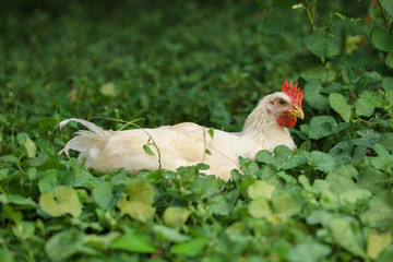The Baby Rhode Island cock is rest in garden at thailand