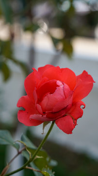 Red rose macro 4K picture